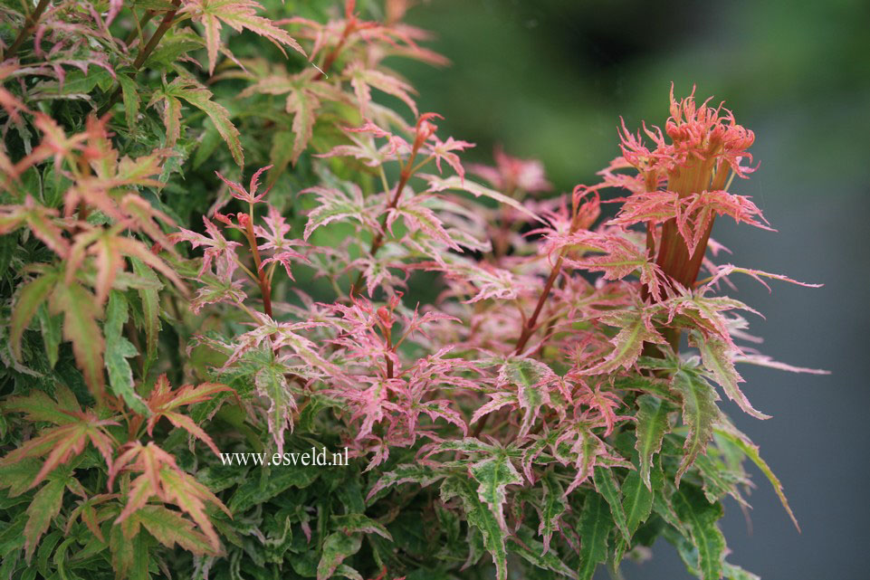 Acer palmatum 'Goshiki-kotohime'