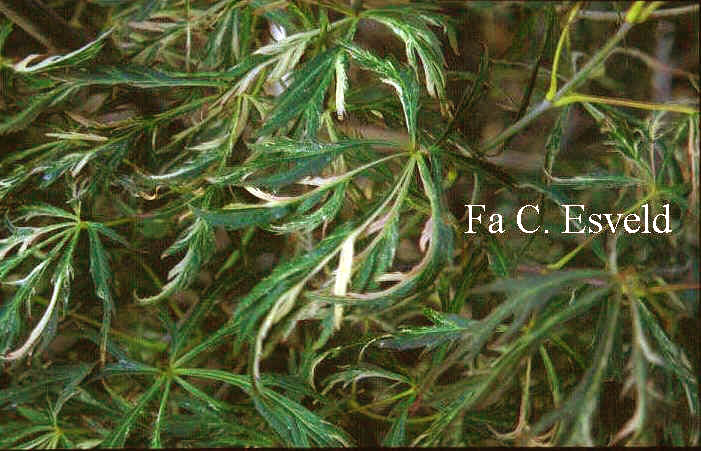 Acer palmatum 'Goshiki-shidare'
