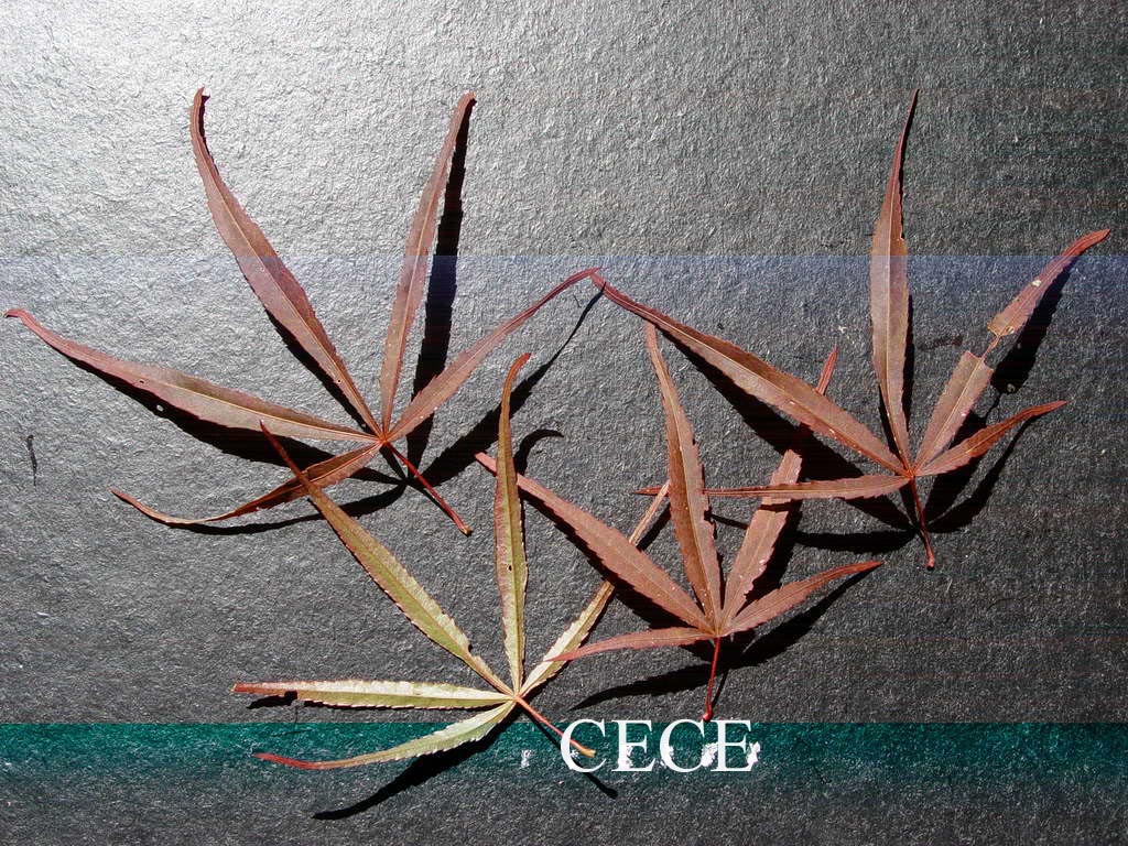 Acer palmatum 'Greenthumb North-Carolina Red'