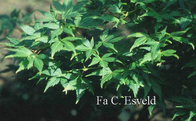 Acer palmatum 'Harusame'