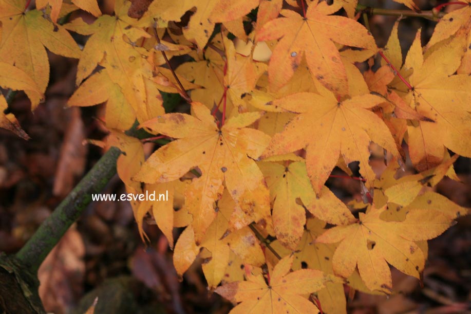 Acer palmatum 'Hemelrijk'