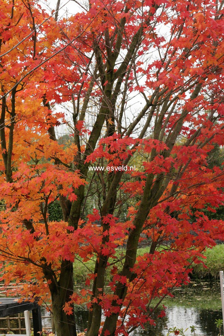 Acer palmatum 'Herbstfeuer'