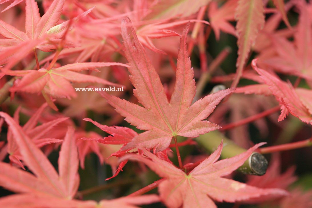 Acer palmatum 'Hino-tori-nishiki'