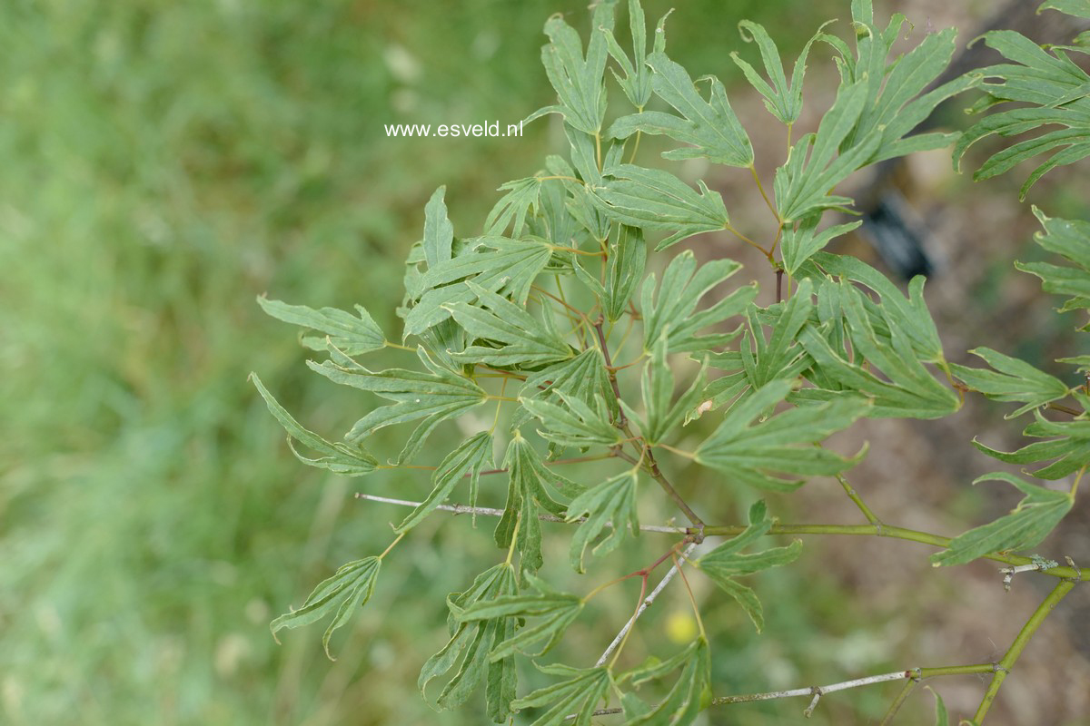 Acer palmatum 'Hiryū'