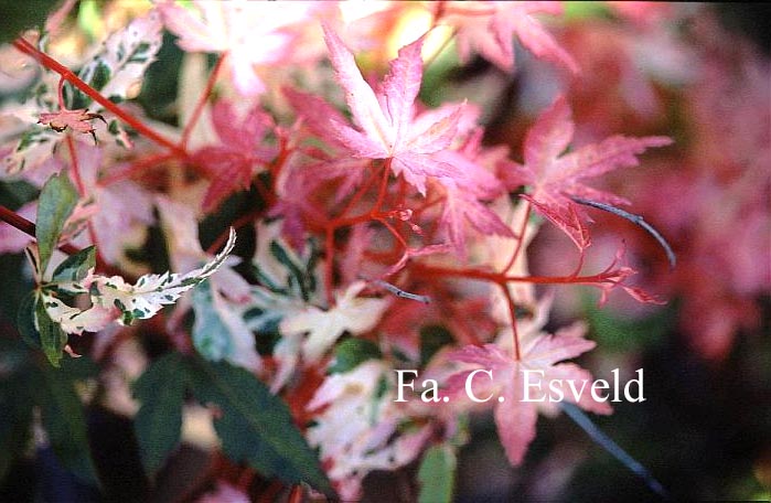 Acer palmatum 'Honoo'