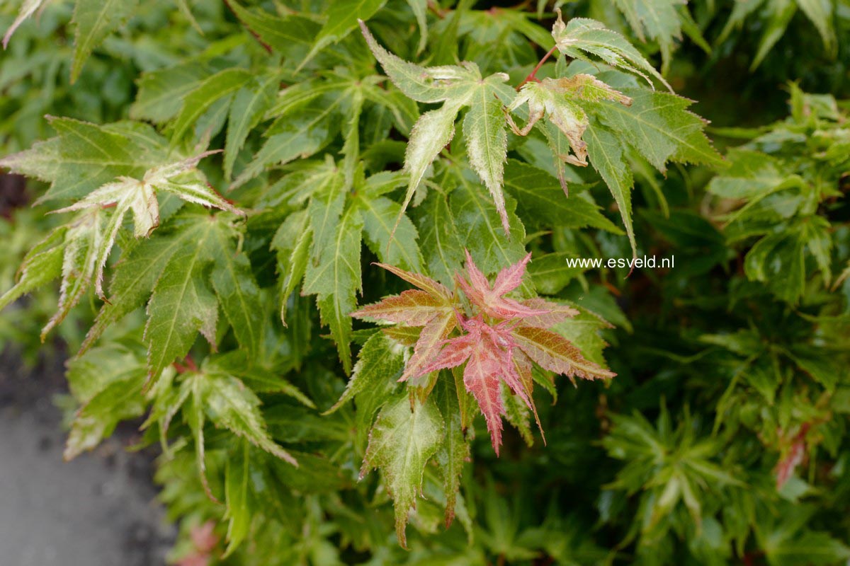 Acer palmatum 'Hupp's Dwarf'