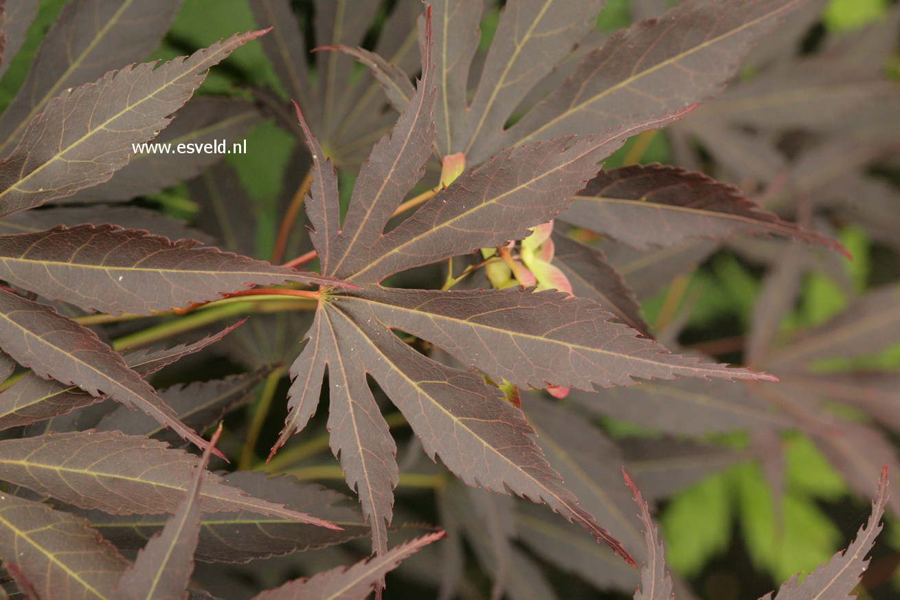Acer palmatum 'Immoyama'