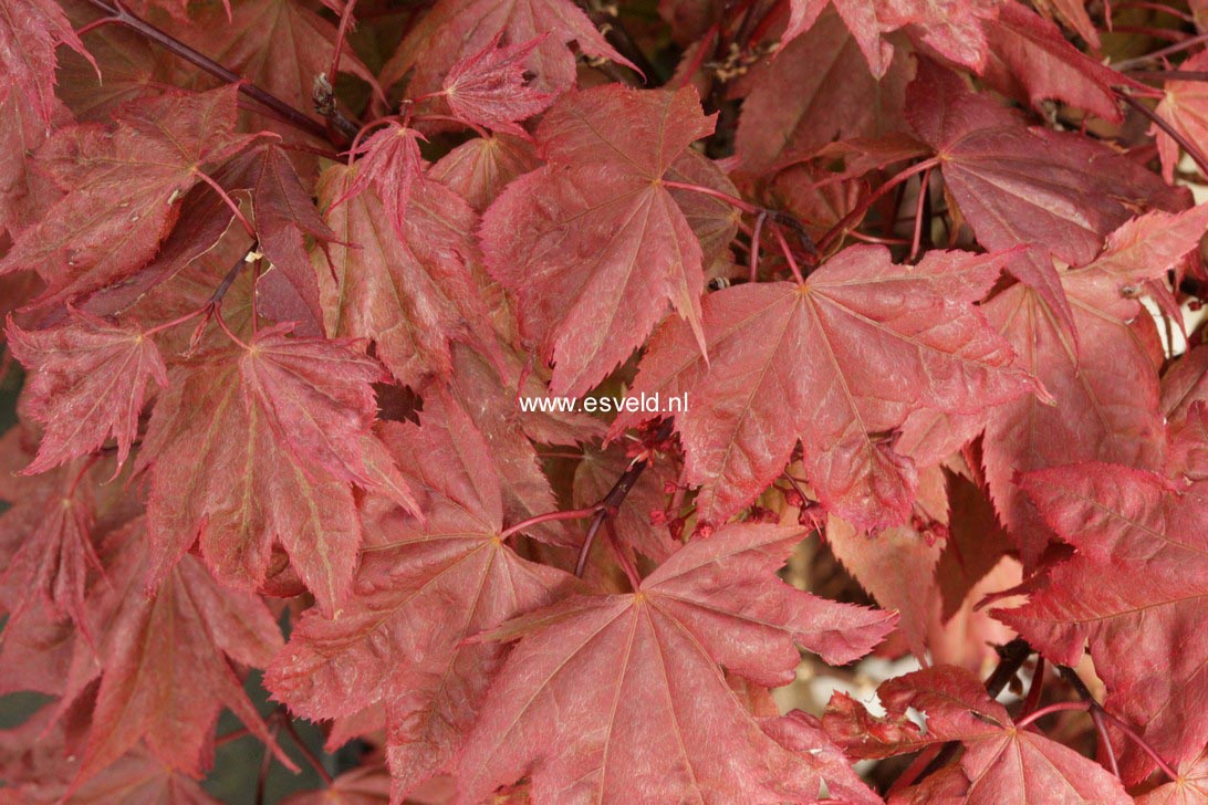 Acer palmatum 'In The Pink'