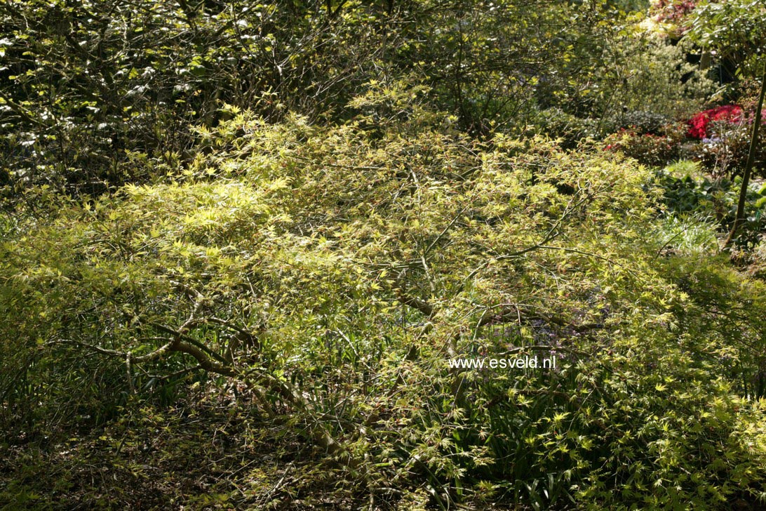 Acer palmatum 'Jiroh-shidare'