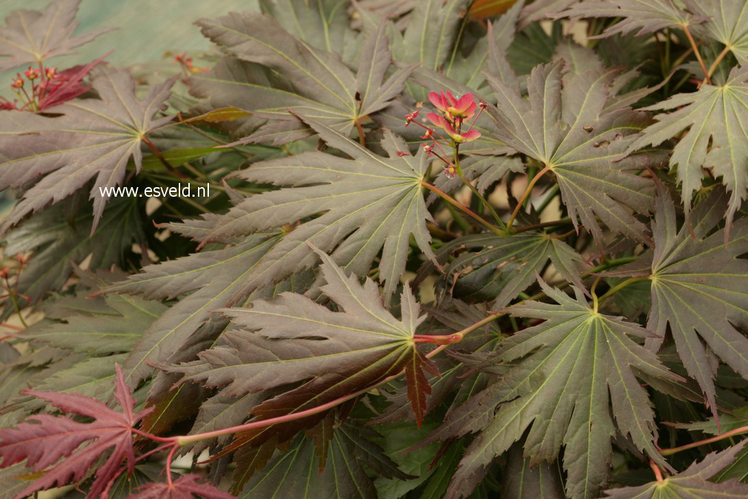 Acer palmatum 'Johin'