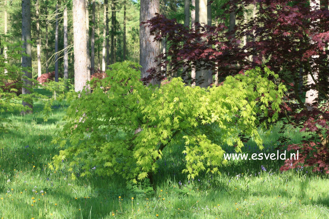 Acer palmatum 'Kiri-nishiki'