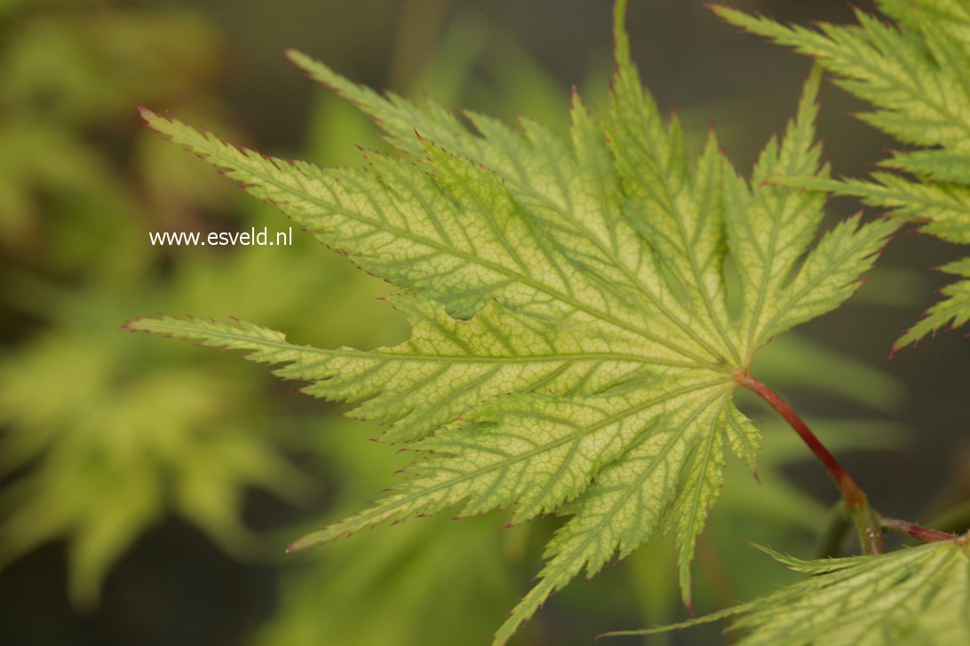 Pictures and description of Acer palmatum Koyuki www.esveld.nl