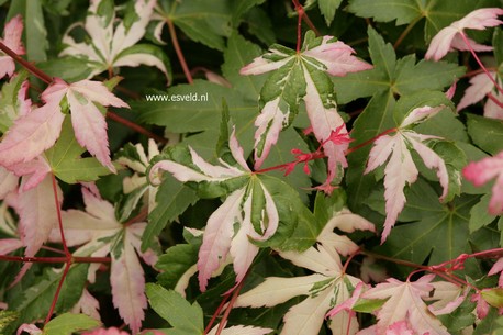 Acer palmatum 'Mardi Gras'