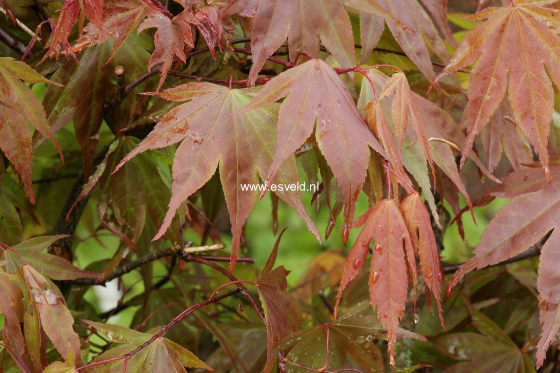Acer palmatum 'Masu-kagami'