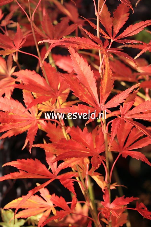 Acer palmatum 'Matsuo'