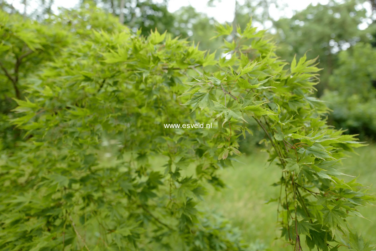 Acer palmatum 'Matsuyoi'