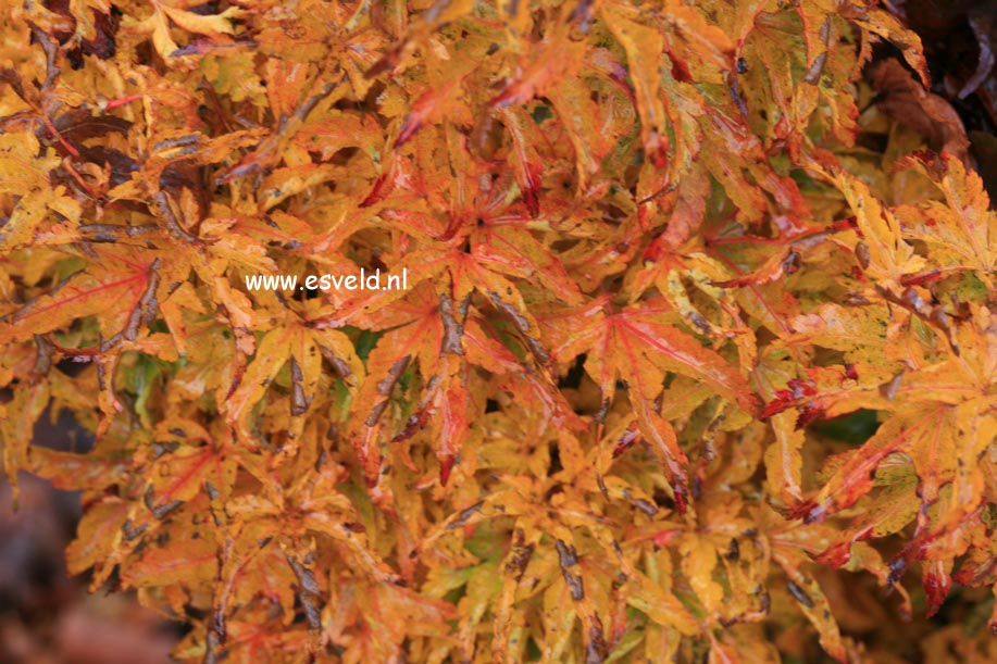 Acer palmatum 'Mei-jishi'