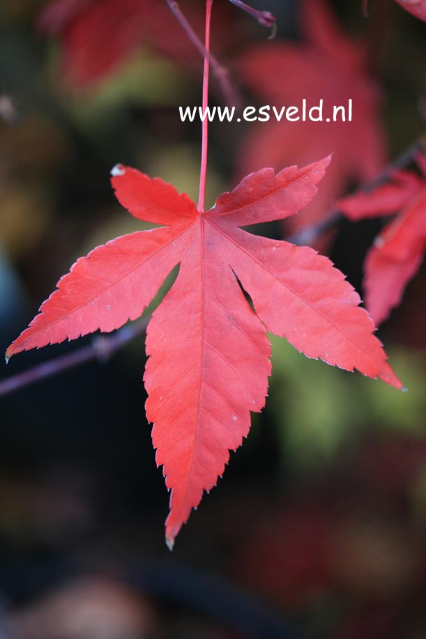 Acer palmatum 'Mon zukushi'