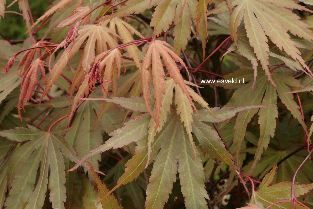 Acer palmatum 'Murasaki-yama'