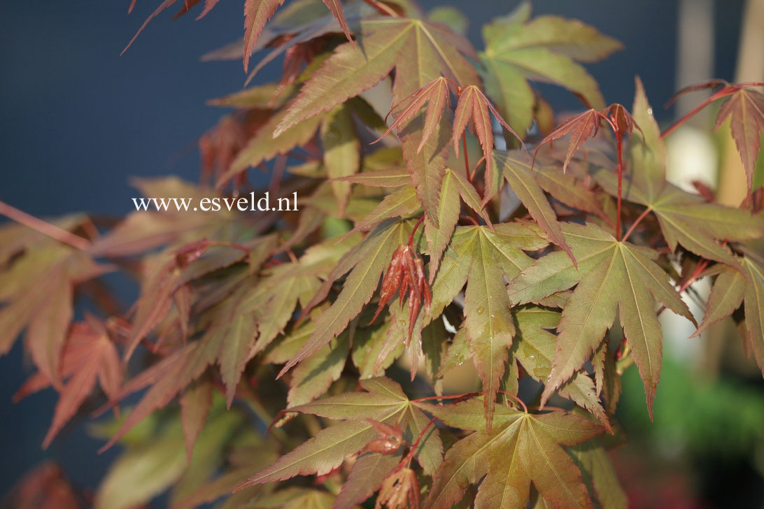 Acer palmatum 'Nakahara-beni'