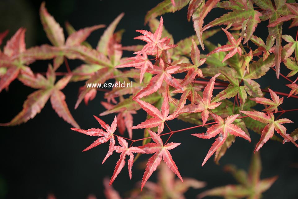 Acer palmatum 'Naniwa-beni'