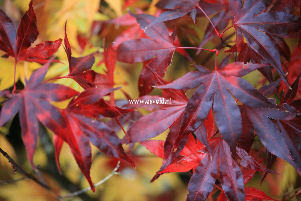 Acer palmatum 'Nure-sagi'