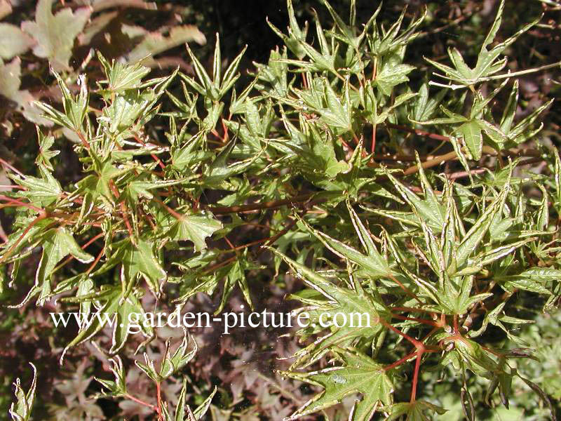 Acer palmatum 'Okushimo'