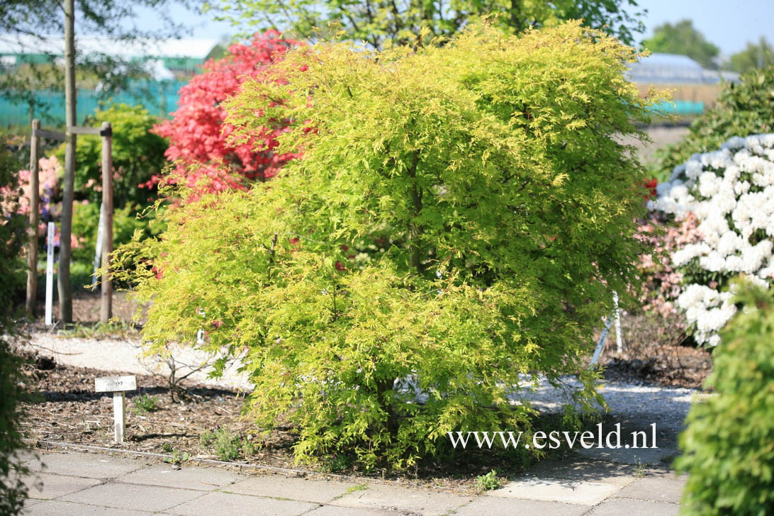 Acer palmatum 'Omura-yama