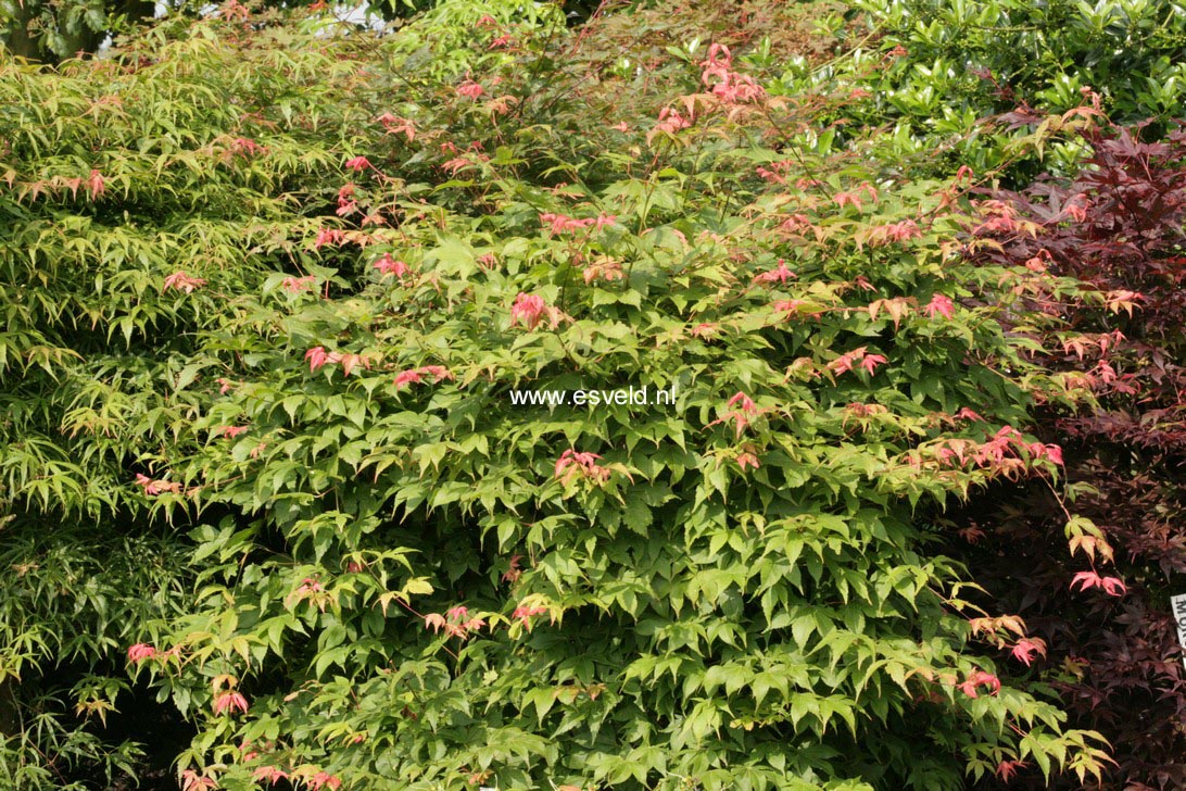Acer palmatum 'Pam Trawick'