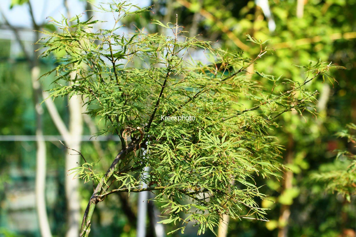 Acer palmatum 'R-Lane'