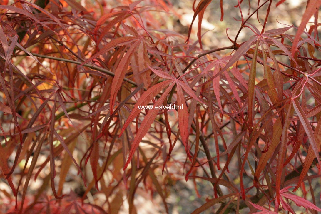 Acer palmatum 'Red Spider'