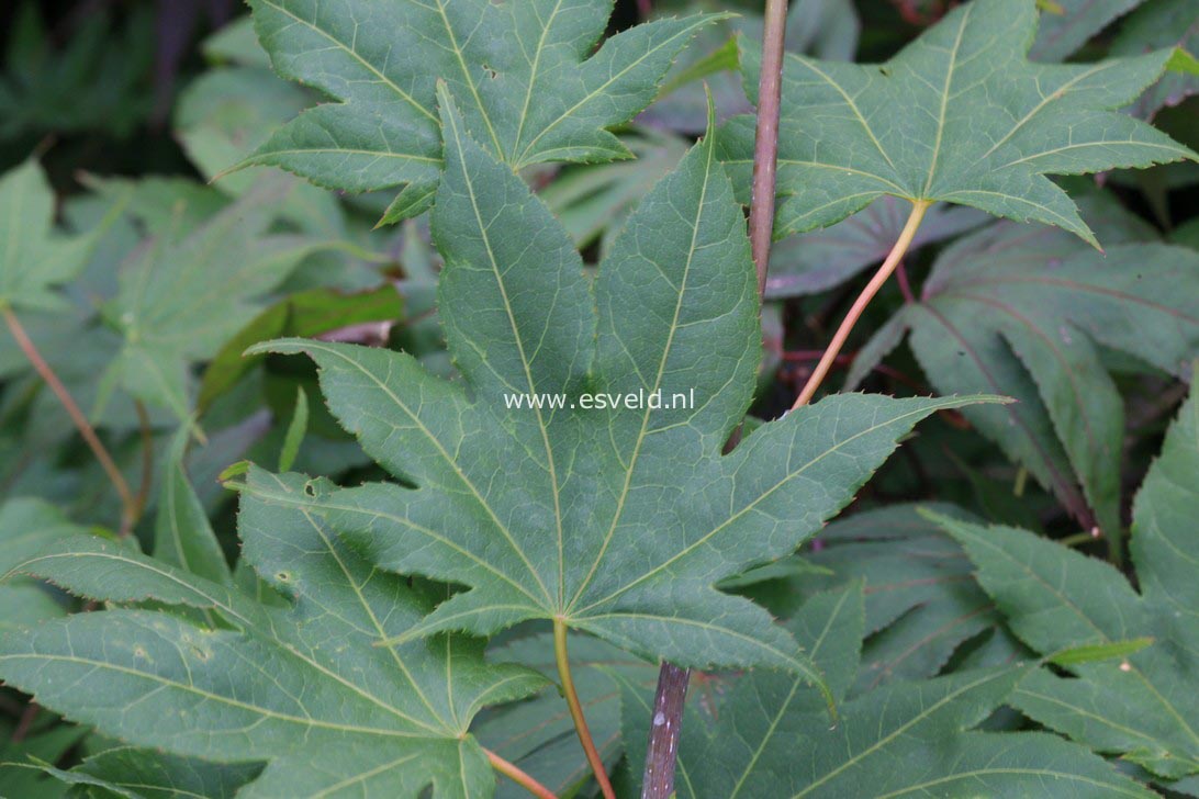 Acer palmatum 'Saotome'
