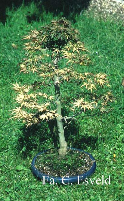 Acer palmatum 'Seigen'