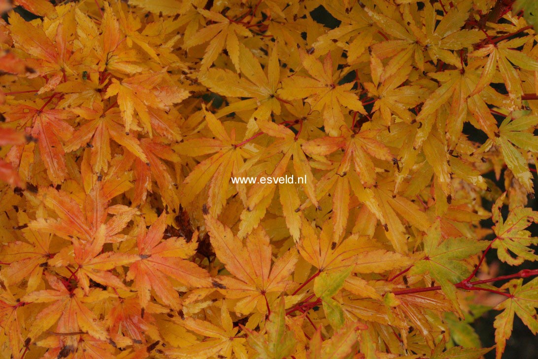 Acer palmatum 'Senski'
