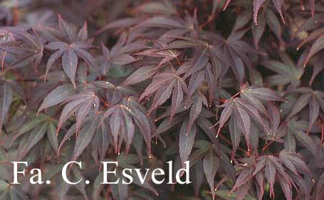 Acer palmatum 'Shishighosan'