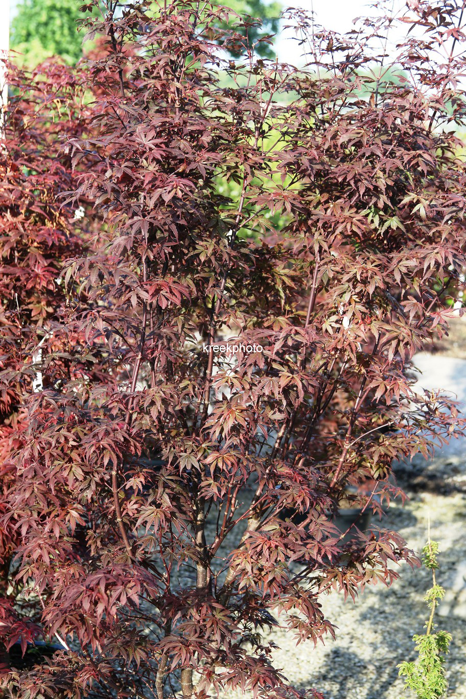 Acer palmatum 'Skeeter's Broom'