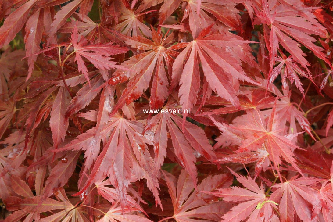 Acer palmatum 'St. Jean'