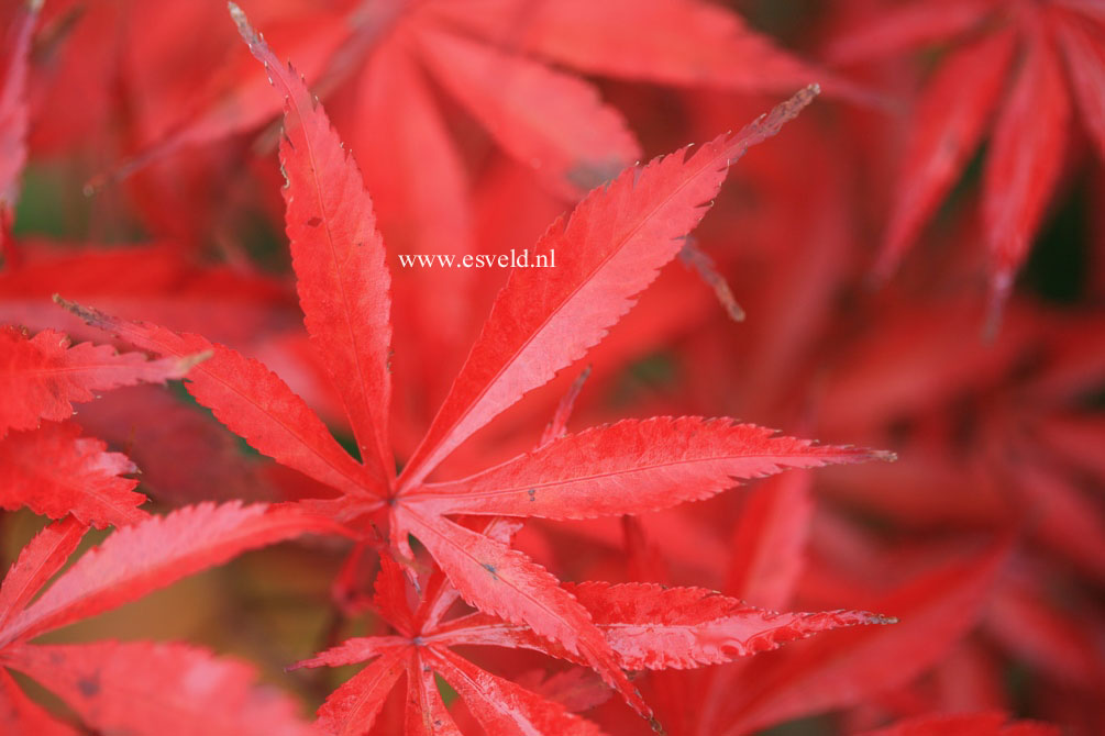 Acer palmatum 'Sumi-nagashi'