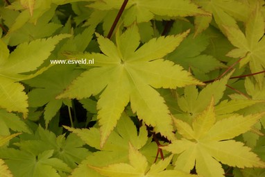 Acer palmatum 'Summer Gold'