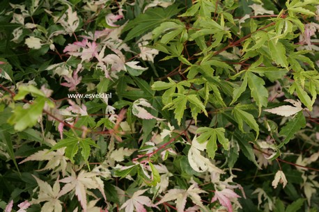 Acer palmatum 'Taiyoh-nishiki'