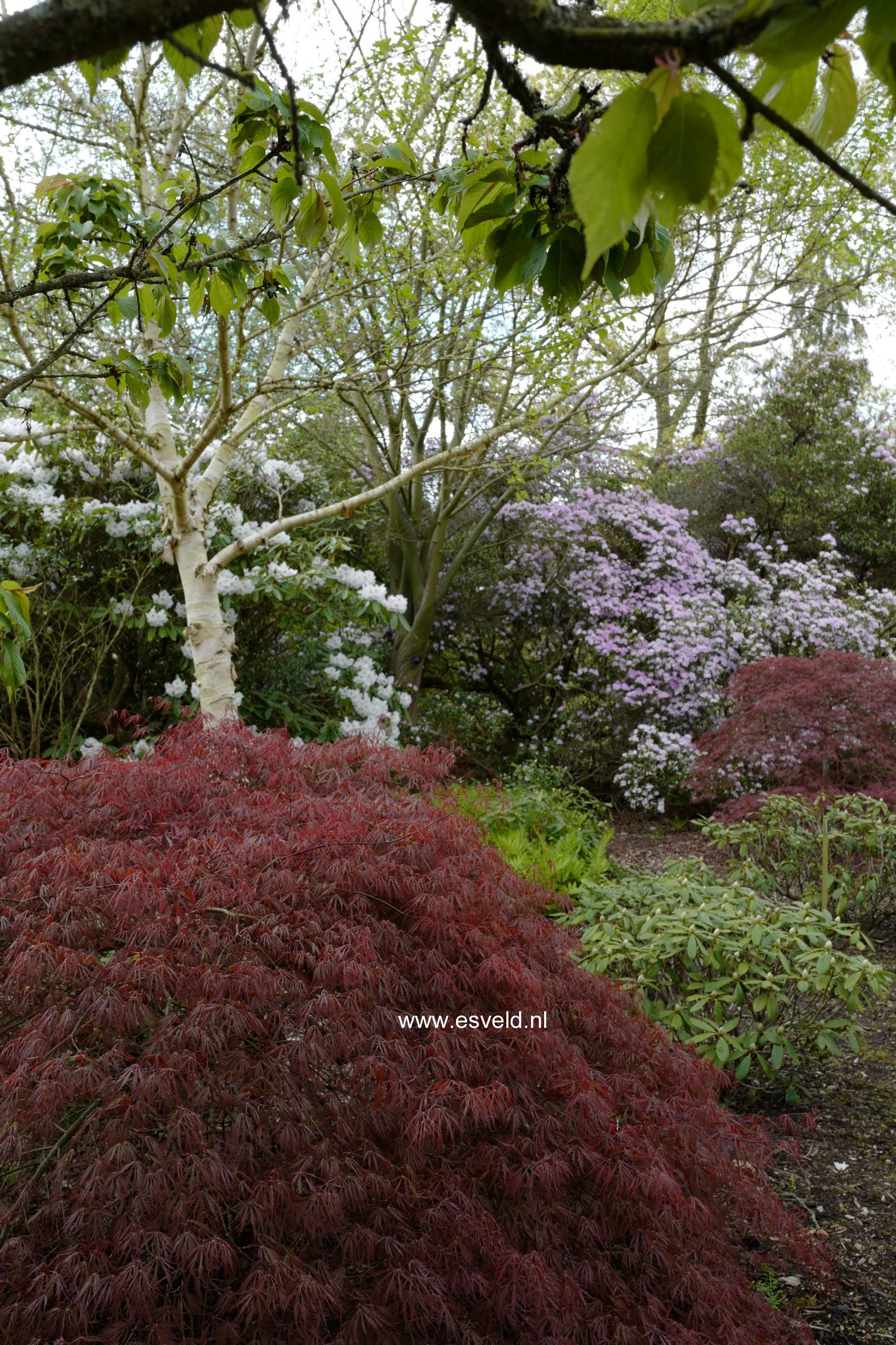 Acer palmatum 'Tamuke-yama'