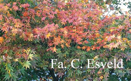 Acer palmatum 'Tatsuta'