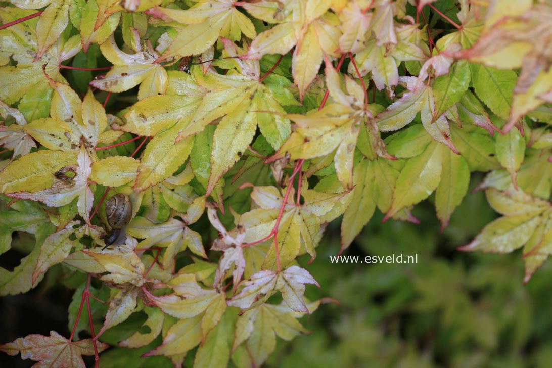 Acer palmatum 'Usu-midori'