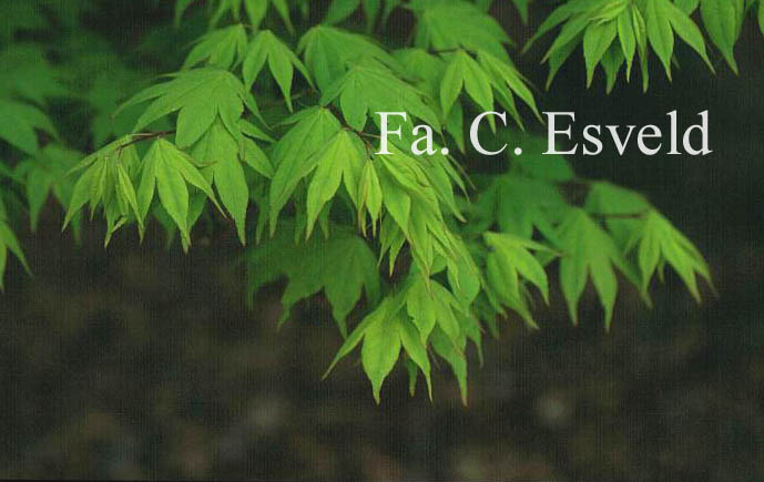 Acer palmatum 'Utsu-semi'