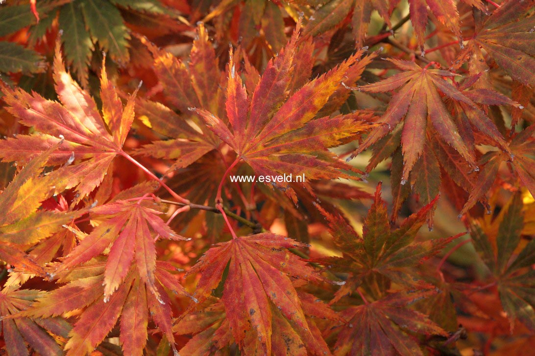 Acer palmatum 'Yama-no-suso'