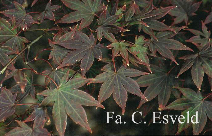 Acer palmatum 'Yezo-nishiki'