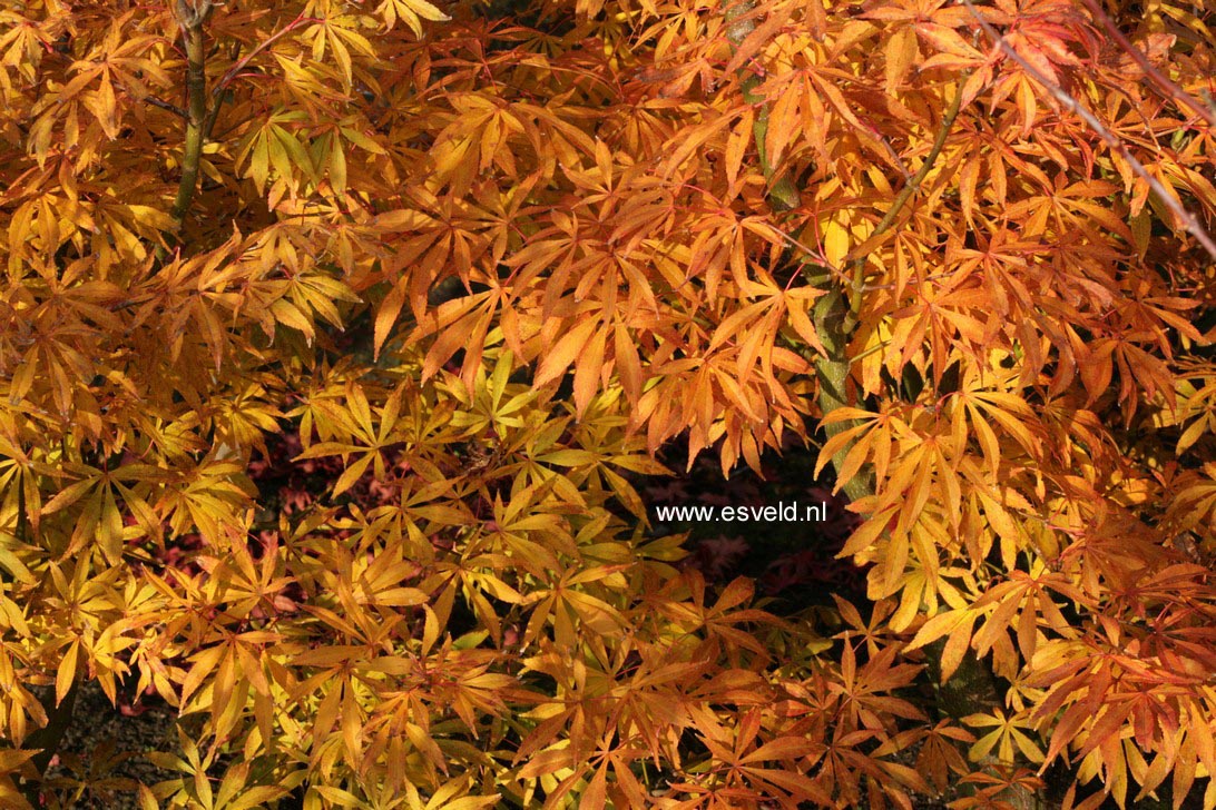 Acer palmatum 'Yoshimizu'