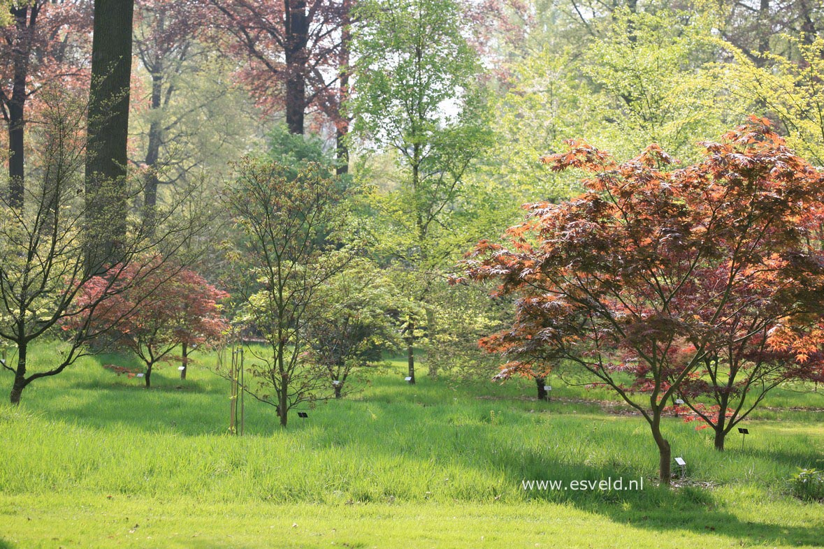 Acer palmatum 'Yugure'