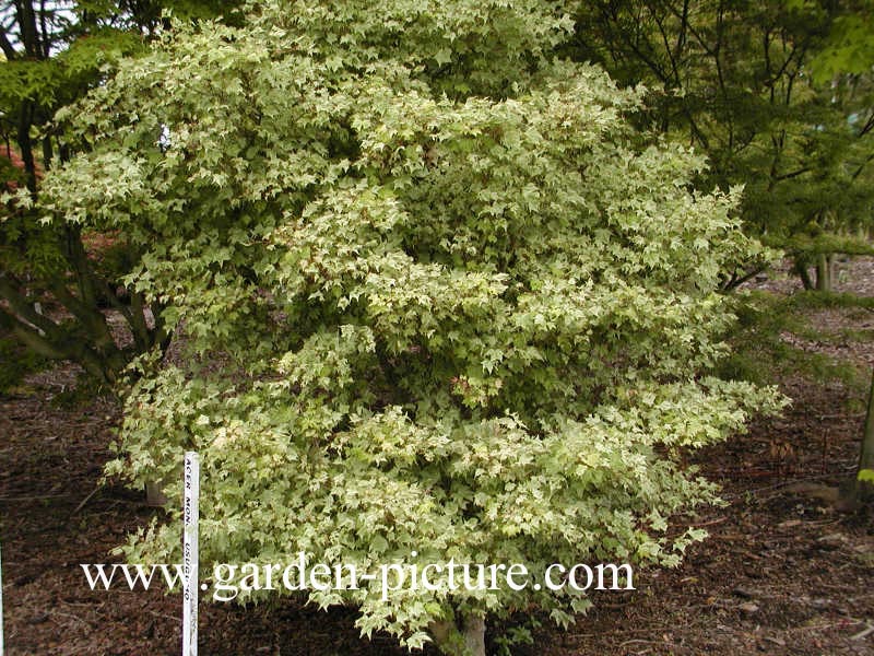 Acer pictum 'Usugumo'