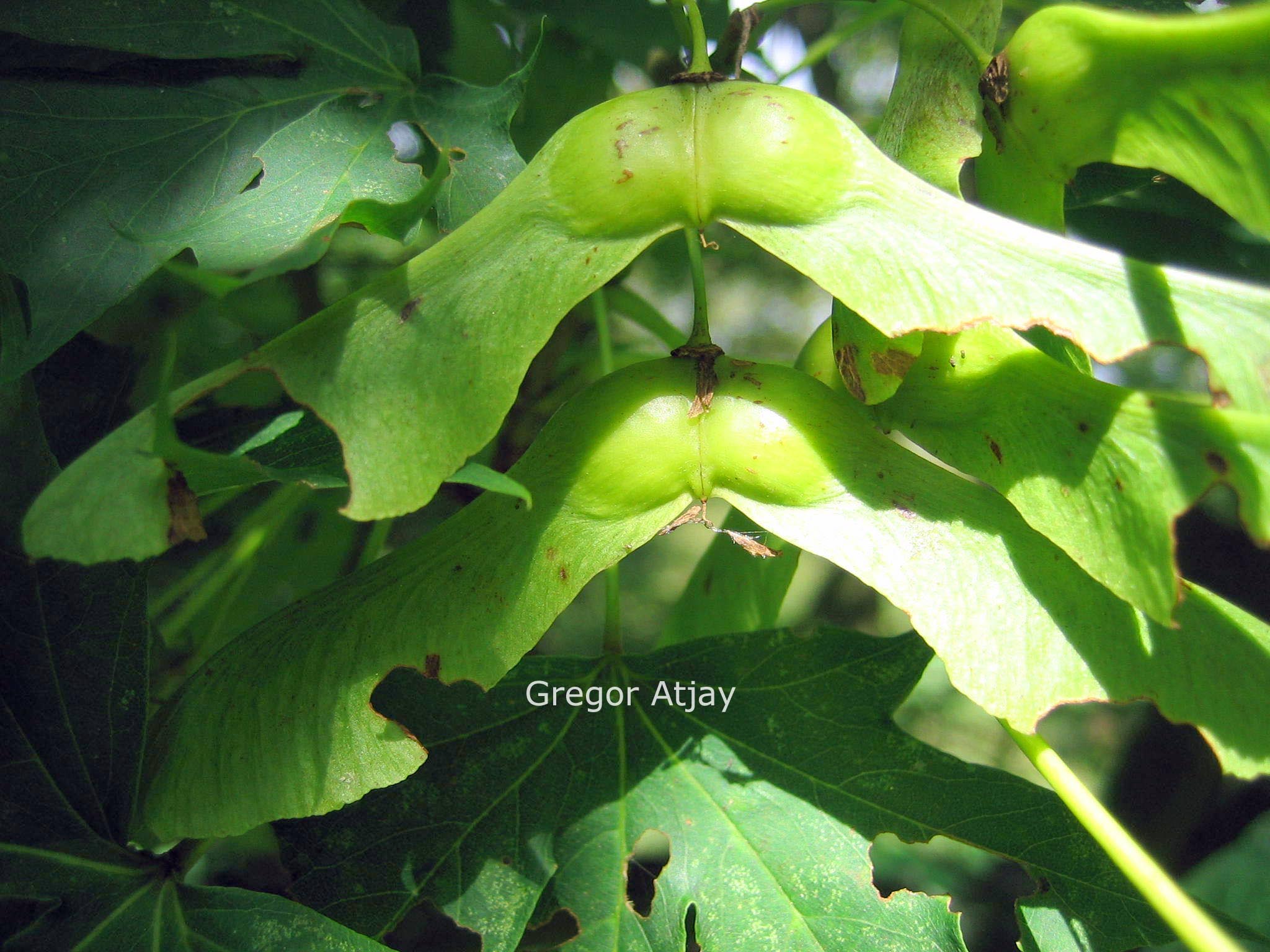 Acer platanoides 'Dissectum'